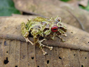 Frog diversity abounds in Ecuador