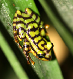Ecuadorian rainfrog in its habitat