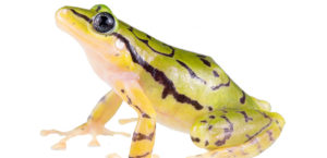 Yellow, green, and black striped Ecuadorian rainfrog. Credit: Centro Jambatu