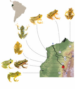 Map of regions where frog species were sampled in Africa
