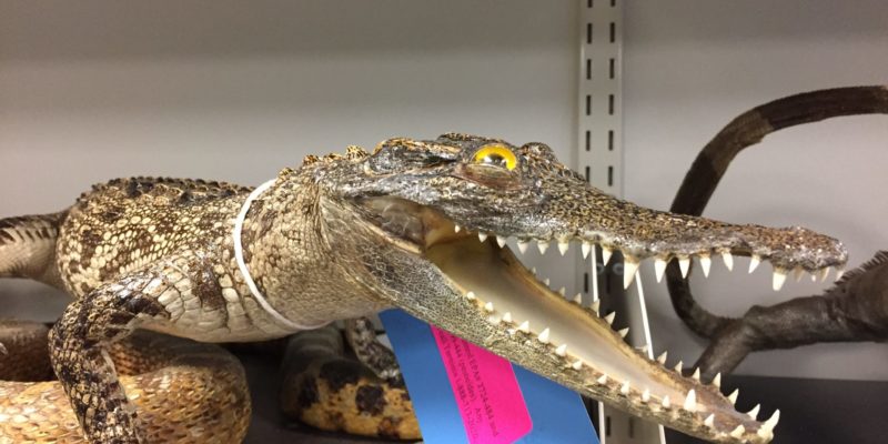 taxidermy crocodile