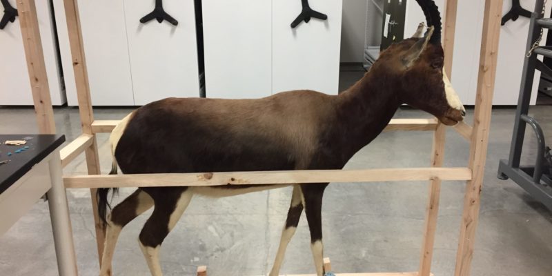 Taxidermy pronghorn