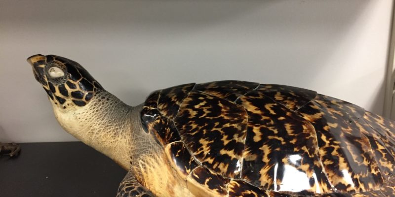 Taxidermy turtle
