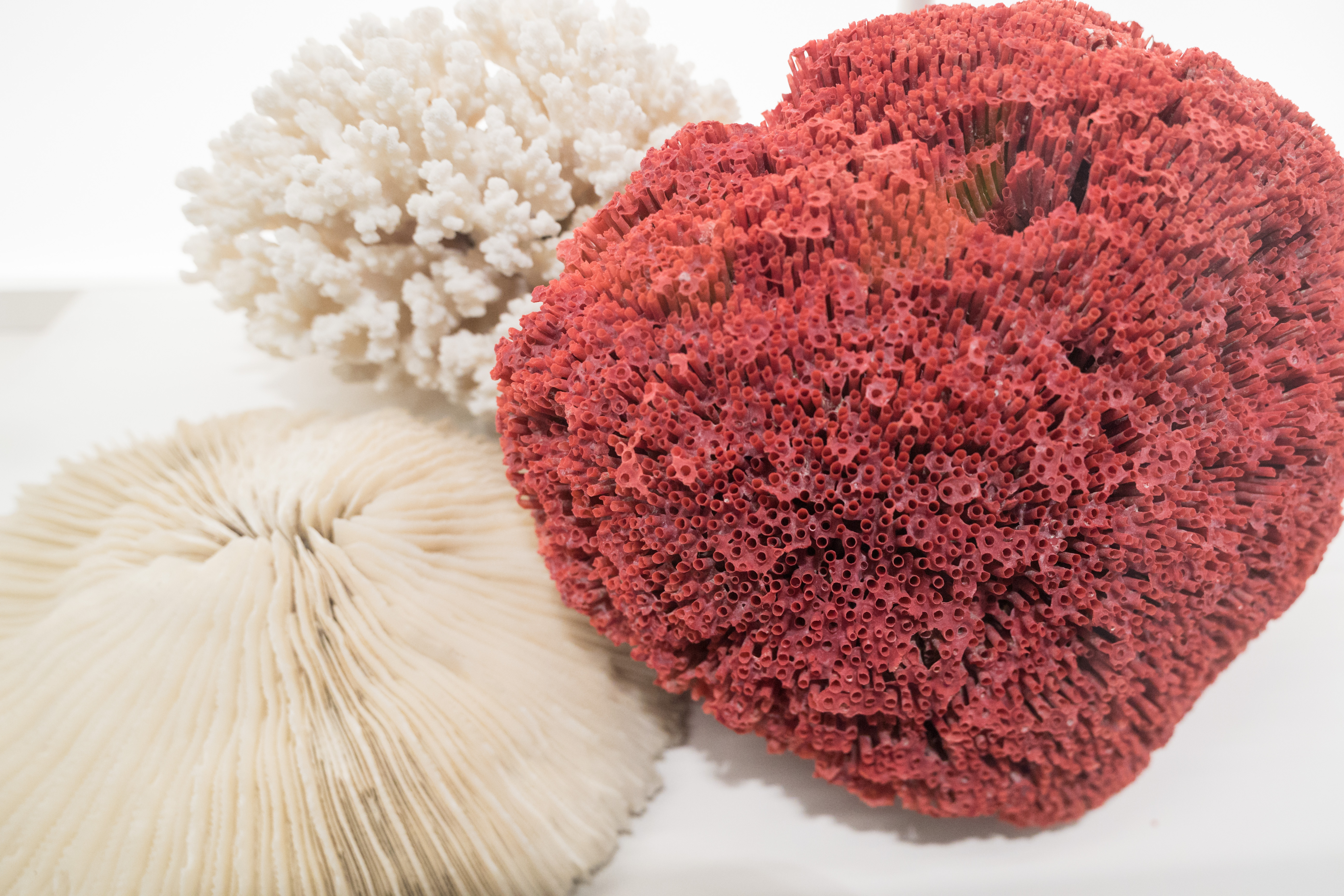 Three different types of coral in white and red