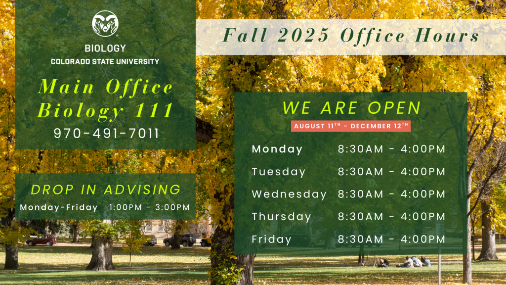 fa25-office-hours-169 Flyer for Colorado State University Biology Department Fall 2025 office hours. Features CSU in autumn, CSU ram logo, and contact info for Biology Main Office (Room 111, 970-491-7011). Drop-in advising available Monday–Friday, 1–3 PM. Office open August 11–December 12, with hours Monday–Friday, 8:30 AM–4:00 PM.