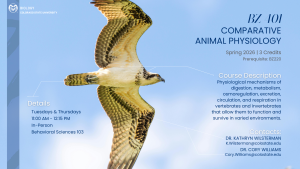Course flyer for "BZ401: Comparative Animal Physiology" at Colorado State University, Spring 2026. Shows a bird in flight against a blue sky. Lists prerequisites (BZ220), schedule (Tues/Thurs 11:00 AM–12:15 PM in Behavioral Sciences 103), and instructors (Dr. Kathryn Wilsterman and Dr. Cory Williams). Describes course focus on physiological mechanisms in vertebrates and invertebrates including digestion, metabolism, and respiration.