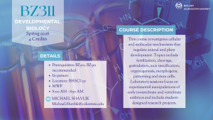 Promotional graphic for Colorado State University course BZ311 “Developmental Biology.” Background shows molecular structures in blue and purple tones. Text includes course details: Spring 2026, 4 credits, in-person, BHSCI 131, Monday/Wednesday/Friday, 8:00–8:50 AM. Instructor: Michael Shavlik, Michael.Shavlik@colostate.edu. Description highlights cellular and molecular mechanisms of animal and plant development, including fertilization, cleavage, gastrulation, organogenesis, and stem cells, with lab projects on embryo manipulation.