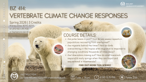 Course flyer for "BZ414: Vertebrate Climate Change Responses" at Colorado State University, Spring 2026. Features polar bears on an icy landscape. Includes course details such as prerequisites (BZ110, BZ111, LIFE 102, LIFE 103, or sophomore standing), schedule (Tues/Thurs 4:00–5:15 PM in Yates 206), and instructor contact (Dr. Cory Williams). Highlights topics like climate change effects on polar bears, bird migration, and mammalian hibernation.