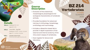Promotional flyer for BZ214: Vertebrates, a 4-credit course offered during Summer 2026 at Colorado State University. The course examines the evolution of anatomical, morphological, physiological, and ecological traits of vertebrate animals, providing advanced training in ichthyology, herpetology, ornithology, and mammalogy. Includes a dissection-based lab for exploring external and internal anatomy of vertebrate classes. Lecture held in BIO 134 and lab in BIO 106 from June 15 to August 9, with lecture times MTWR 10:00–11:15 AM and lab times TR 1:30–4:20 PM. Instructor: Shane Kanatous, contact at Shane.Kanatous@colostate.edu. The design features images of a tree frog and a bighorn sheep, surrounded by decorative leaves, with the Biology department logo at the bottom left corner.