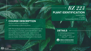 Promotional image for BZ 223: Plant Identification, a Summer 2026 online course offered by Colorado State University. The background features close-up green leaves. The course description reads: "Students will learn identification and relationships of flowering plants. With the ecological and environmental issues we are facing as a society, plant identification skills are more important than ever. Learn how to identify flowering plants in a way that will serve you no matter where you live or work in the future." The course is worth 3 credits and requires BZ120 or LIFE103 as prerequisites. It will be offered online and asynchronously during the first 4-week session from May 18th to June 14th. The instructor is Erica Sokoloski, who can be contacted at ericasm@colostate.edu. The Colorado State University Biology logo appears in the bottom left corner of the image.
