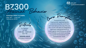 This promotional graphic highlights BZ300: Animal Behavior, a summer 2026 course at Colorado State University. The background features an underwater scene with schools of fish and floating bubbles, creating a marine-inspired aesthetic. The bold title "BZ300 Animal Behavior" is paired with course details, including dates (May 18th–June 14th), credit hours (3), prerequisites (BZ220), and in-person class times (MTWR, 8:00 AM–10:30 AM in AZ E112). The course description emphasizes evolutionary and mechanistic approaches to understanding animal behavior, exploring connections between brain function, genes, hormones, ecology, and evolution. Instructor contact information for Dhruba Naug is provided. The CSU Biology logo appears in the top-right corner.