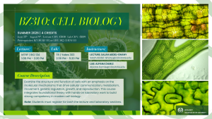 Promotional flyer for BZ310: Cell Biology, a 4-credit course offered during Summer 2026 at Colorado State University. The course runs from June 15 to August 9 and examines cellular structure and function, focusing on molecular mechanisms of communication, metabolism, movement, genetic regulation, growth, and reproduction. Students will integrate foundational theory with hands-on laboratory work to build competency in modern cell biology. Lecture takes place MTRF from 1:00 PM to 2:20 PM in BIO 134, and lab occurs TR from 2:30 PM to 5:20 PM in Yates 303. Prerequisites include BZ110, BZ111, LIFE102, or CHEM113. Instructors: Salah Abdel-Ghany (lecture) at Salah.Abdel-Ghany@colostate.edu and Alpana Damle (lab) at Alpana.Damle@colostate.edu. The design features vibrant green microscopic images of plant cells and the Biology department logo at the bottom right corner.