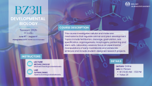 Promotional flyer for BZ311: Developmental Biology, a 4-credit course offered during Summer 2026 at Colorado State University. The course runs from June 15 to August 9 and investigates cellular and molecular mechanisms regulating animal and plant development. Topics include fertilization, cleavage, gastrulation, axis specification, organogenesis, morphogens, patterning, and stem cells. Laboratory sessions focus on experimental manipulations of invertebrate and vertebrate embryos and include student-designed research projects. Lecture is online, and lab is in-person every Wednesday from 10:30 AM to 1:50 PM in Yates 211. Instructors: Michael Shavlik (lecture) at Michael.Shavlik@colostate.edu and Alpana Damle (lab) at Alpana.Damle@colostate.edu. The design features a blue-purple background with scientific imagery, including a glass tubes and molecular structures.