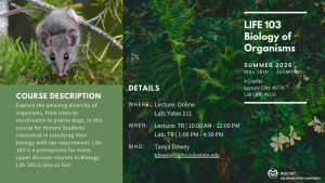 A promotional graphic for a Colorado State University biology course titled “LIFE 103: Biology of Organisms.” The left side shows a close-up photo of a small gray rodent with large ears perched on thin branches surrounded by green foliage. Beneath it is a green box labeled “Course Description,” explaining that the course explores organismal diversity and includes a lab requirement. The right side shows dense green ferns as a background with course details: Summer 2026 dates, four credits, CRNs, and lecture/lab times. Instructor contact information is listed. At the bottom is the CSU Biology logo.