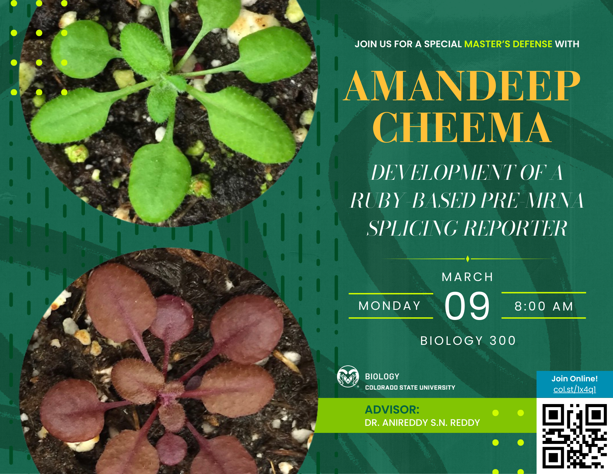 A vibrant flyer announcing a Master’s Defense seminar by Amandeep Cheema. The title, "Development of a RUBY-Based Pre-mRNA Splicing Reporter," is displayed prominently in gold text. The event details include the date, Monday, March 9, time 8:00 AM, and location Biology 300. The flyer features images of green and red plants in circular frames against a green background with abstract patterns. A QR code is included in the bottom-right corner for online access, along with the link col.st/1x4q1. Amandeep’s advisor, Dr. Anireddy S.N. Reddy, is also listed. The CSU Biology logo is displayed in the bottom-left corner.