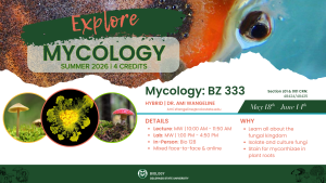 A colorful flyer showcasing BZ333: Mycology for Summer 2026. The title, “Explore Mycology,” is displayed prominently with vibrant imagery of fungi, including a close-up of a colorful mushroom, fungal spores, and mycorrhizal networks. The flyer highlights course details: lecture times (MW 10:00 AM – 11:50 AM), lab times (MW 1:00 PM – 4:50 PM), and location Bio 128, with a hybrid format combining face-to-face and online learning. The course focuses on exploring the fungal kingdom, culturing fungi, and staining mycorrhizae in plant roots. Contact information for Dr. Ami Wangeline is provided, along with a QR code for additional course details.