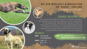 A promotional flyer for BZ 479 Biology and Behavior of Dogs, an online summer 2026 course at Colorado State University. The course runs June 15 through July 12 and offers 3 credits. The description highlights the study of scientific literature on domestic dog physiology, development, genetics, and behavior. Topics include evolution, domestication, and selective breeding. The flyer provides details about the asynchronous online format and contact information for Dr. Jennie Willis. Images of various dog breeds, including a greyhound, corgi, mastiff, and papillon, are featured alongside the CSU Biology logo.