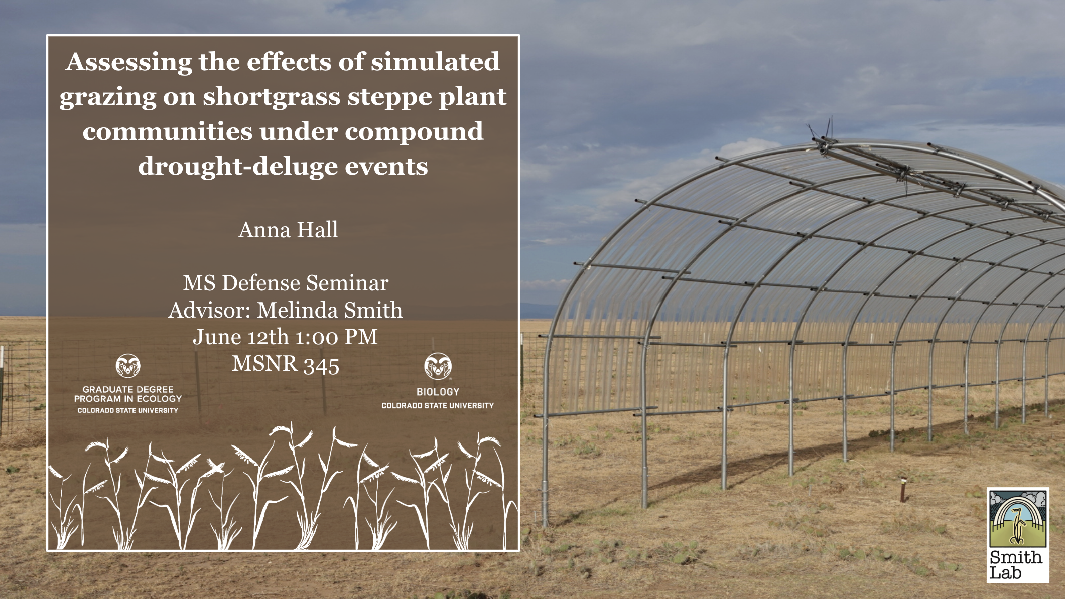 A large, curved metal and plastic structure for field research stands in a dry, grassy field under a blue sky with scattered clouds. The graphic overlay features a brown background with white illustrations of grass plants at the bottom. The text announces Anna Hall’s Master’s defense seminar titled "Assessing the Effects of Simulated Grazing on Shortgrass Steppe Plant Communities Under Compound Drought-Deluge Events." The event is scheduled for Monday, June 12, at 1:00 PM in MSNR 345. Logos for the Graduate Degree Program in Ecology and the Biology Department at Colorado State University are displayed along with the Smith Lab logo.