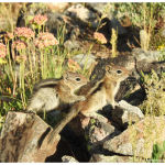 Two golden-mantled ground squirrels sit together on some rocks amid grassy brush and pink flowers.