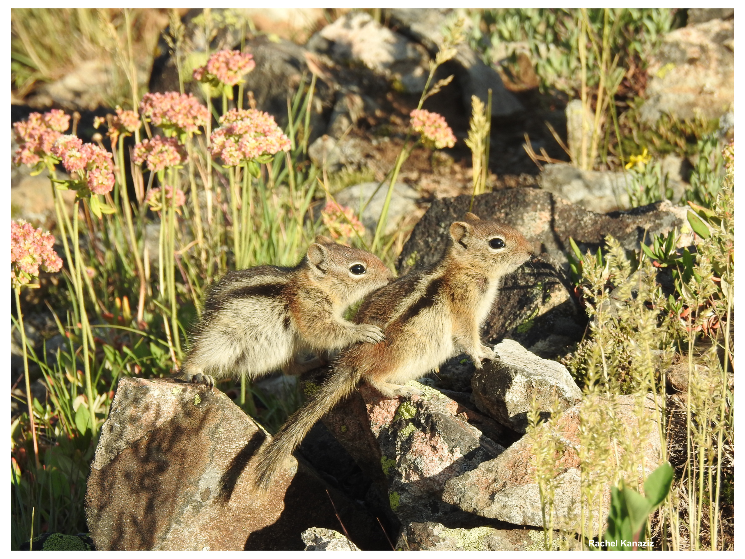 Two golden-mantled ground squirrels sit together on some rocks amid grassy brush and pink flowers.